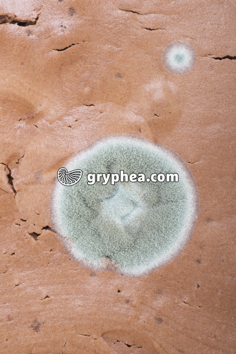 Moisissures sur mousse au chocolat - gryphea.com